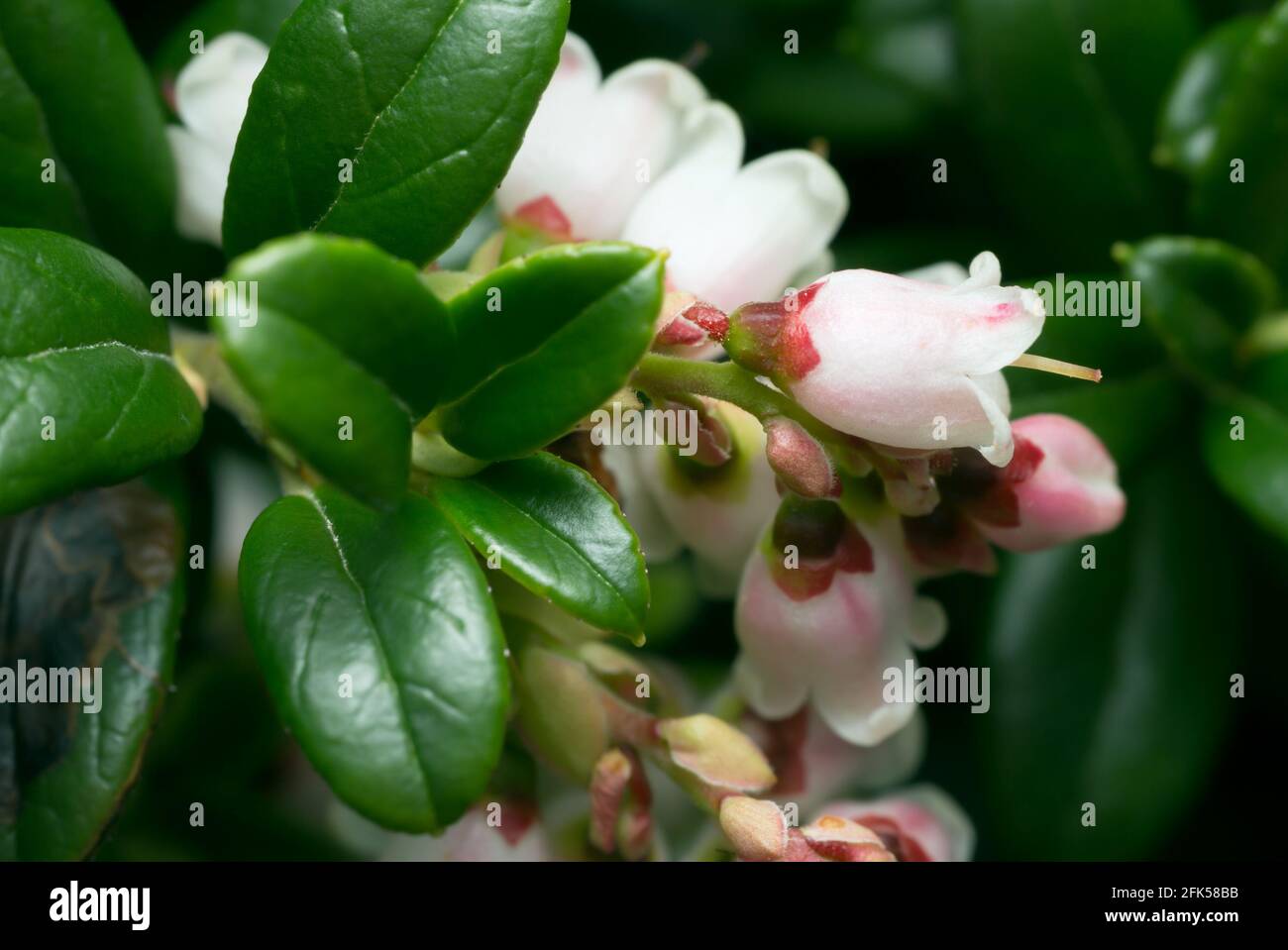 Bacca di vortice in fiore, pianta di Vaccinium vitis-idaea Foto Stock