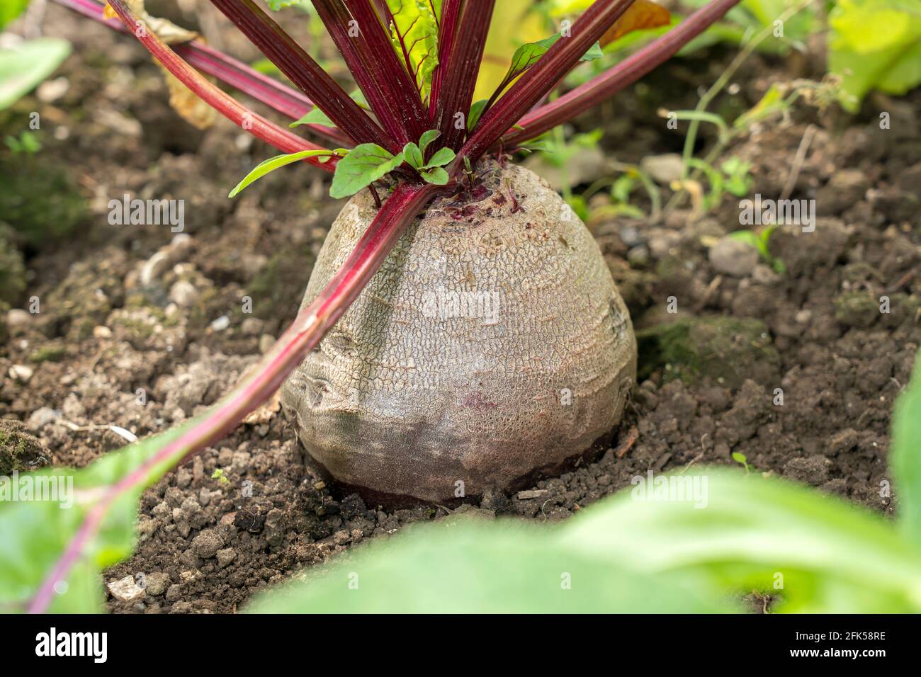 Gemüsegarten - Rote Beete (Beta vulgaris) Foto Stock