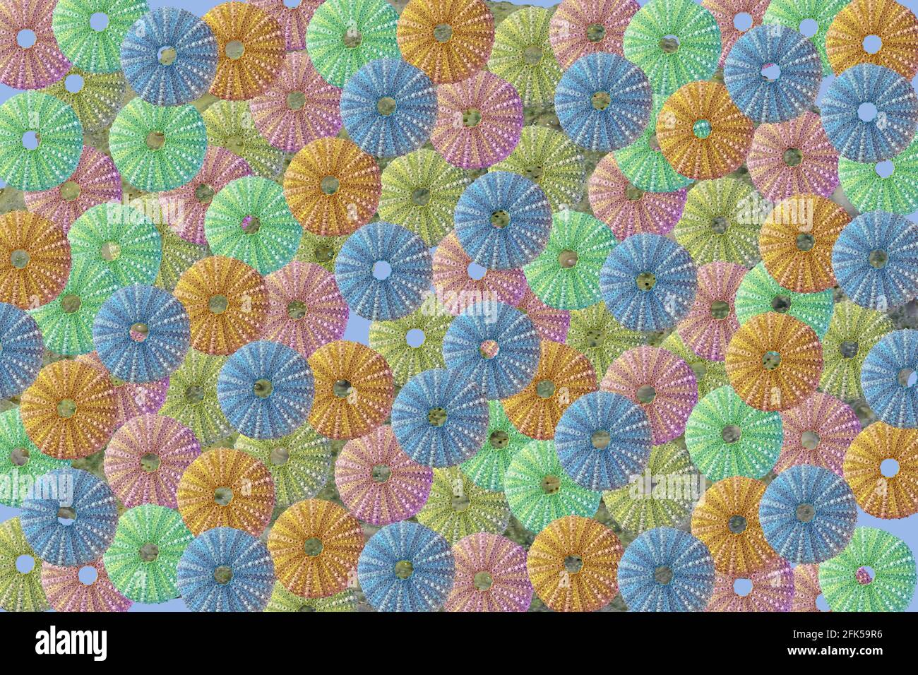 Modello di colore diverso ricci di mare. Su uno sfondo blu Foto Stock