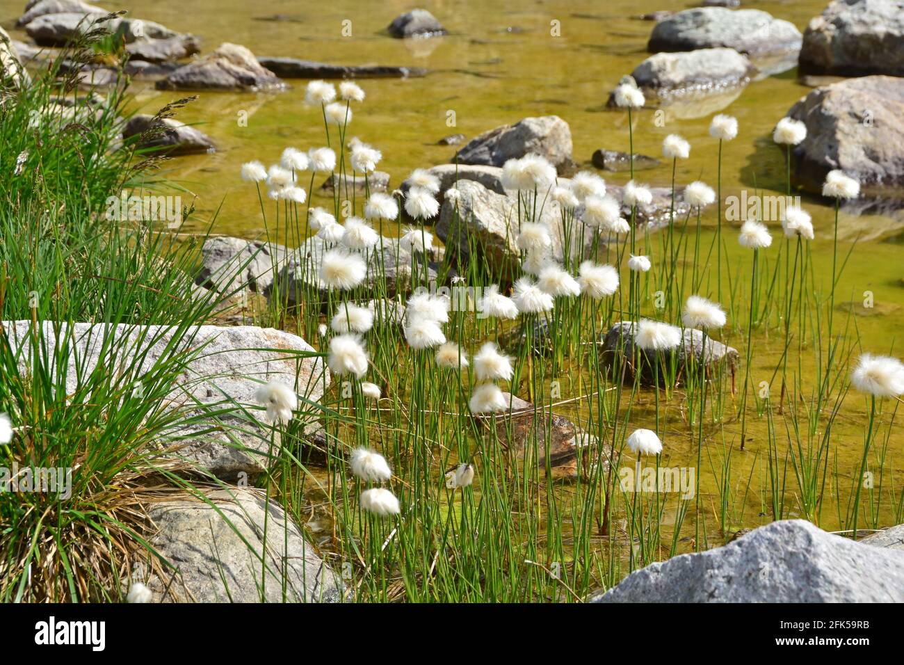 Cottongrass o cotonsege (Eriophorum augustifolium) che crescono nel suo habitat tipico delle zone umide Foto Stock