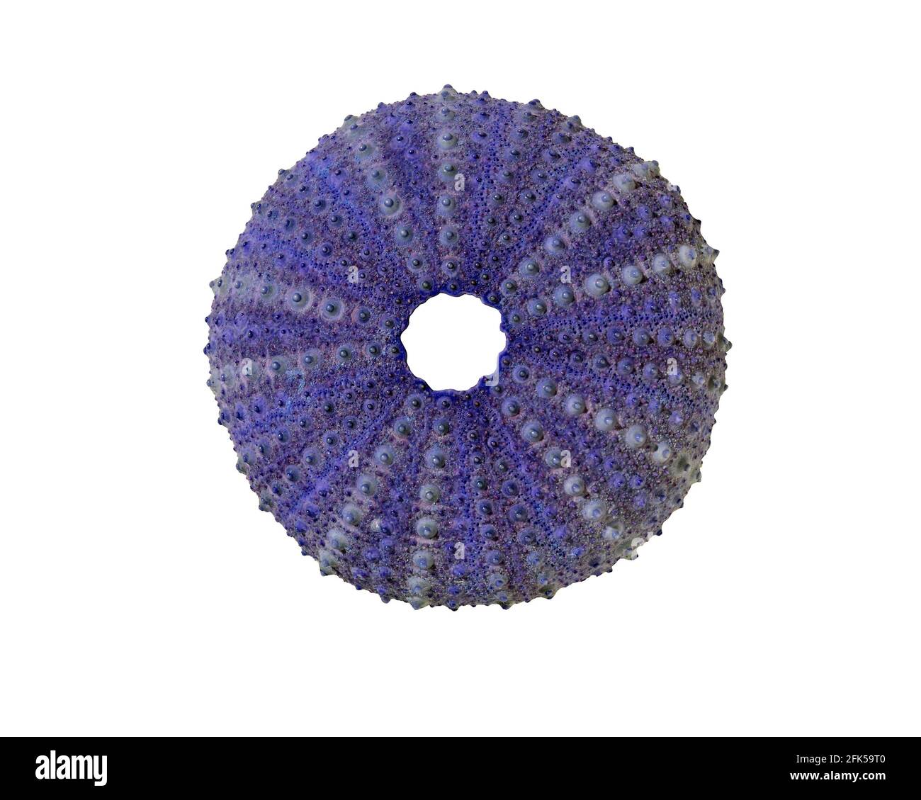 Una conchiglia viola di ricci di mare, che mostra la sua simmetria a 5 volte, isolata su uno sfondo bianco Foto Stock