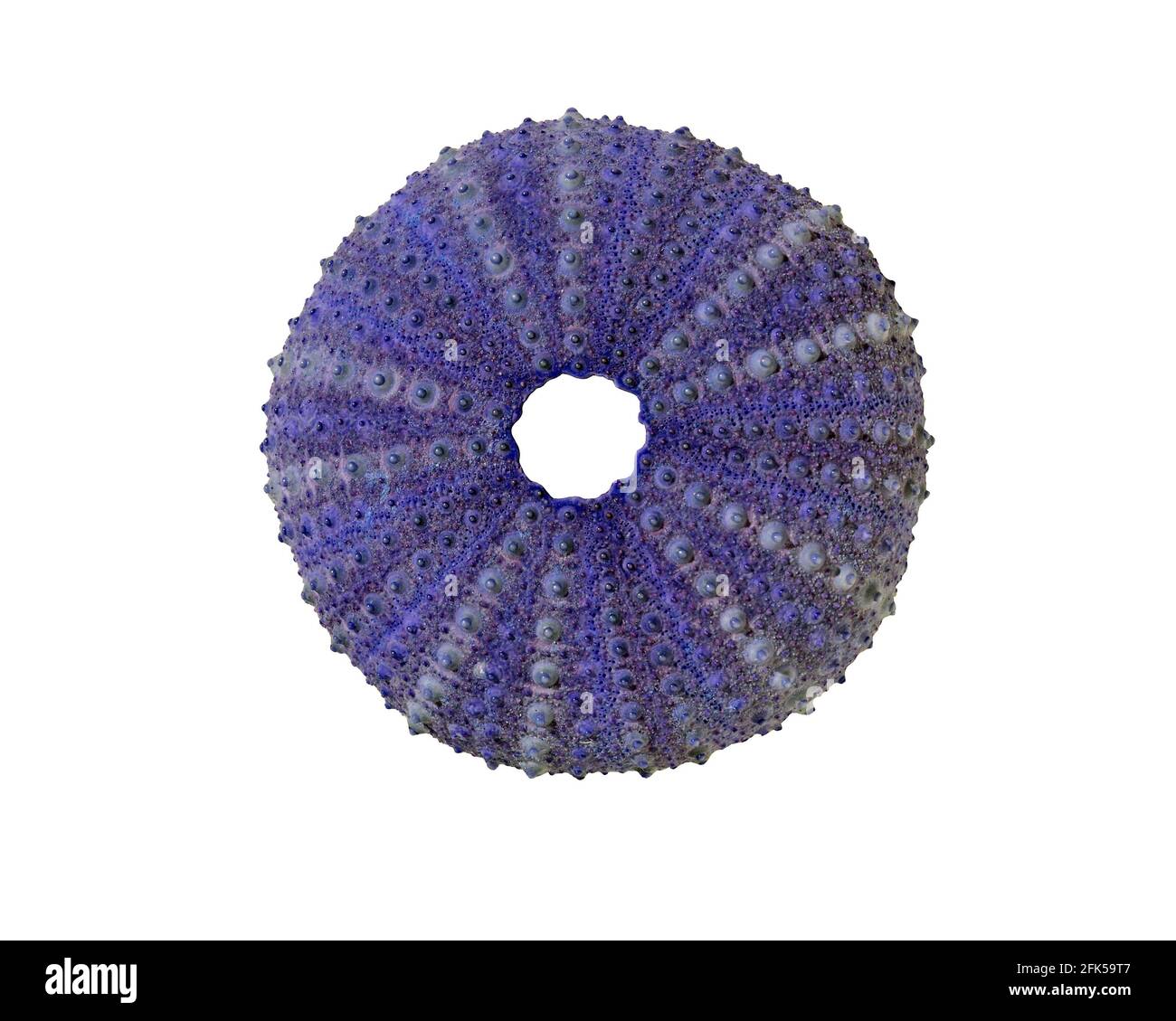 Una conchiglia blu di ricci di mare, che mostra la sua simmetria a 5 volte, isolata su uno sfondo bianco Foto Stock