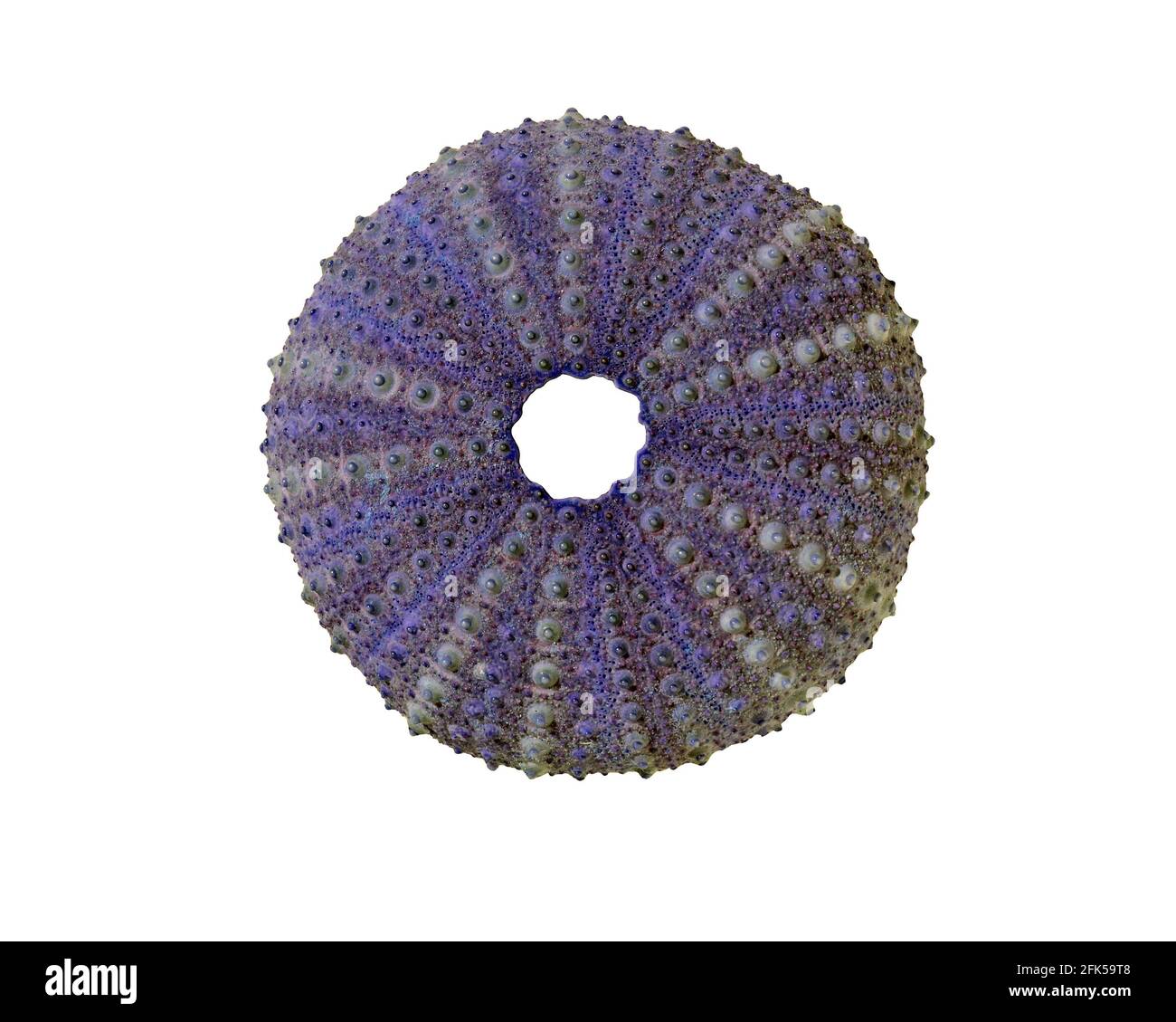 Una colorata conchiglia di ricci marini, che mostra la sua simmetria a 5 pieghe, isolata su uno sfondo bianco Foto Stock