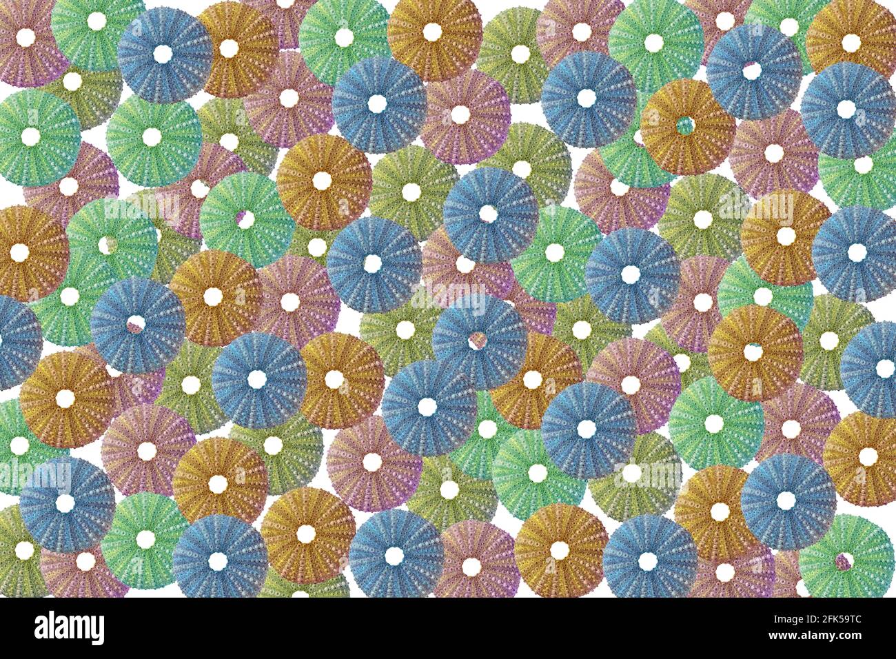 Modello di ricci di mare di diversi colori. Su sfondo bianco Foto Stock