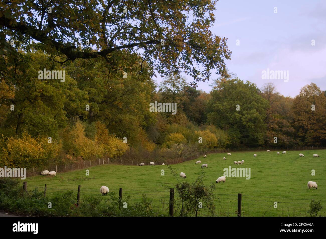 Colori autunnali nel Kent UK Foto Stock