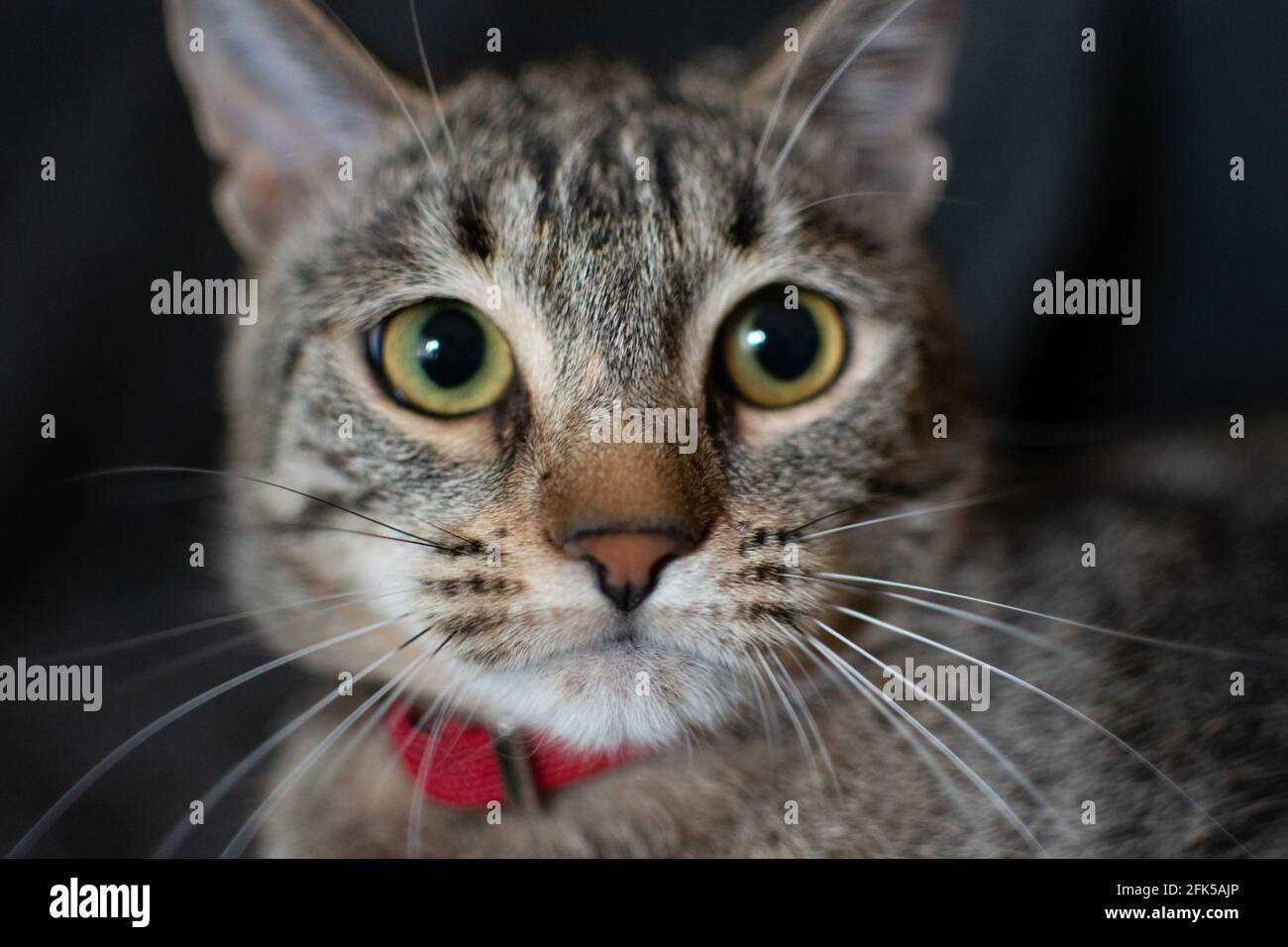 Ritratto di un bel gatto grigio dagli occhi verdi con un rosso collare Foto Stock