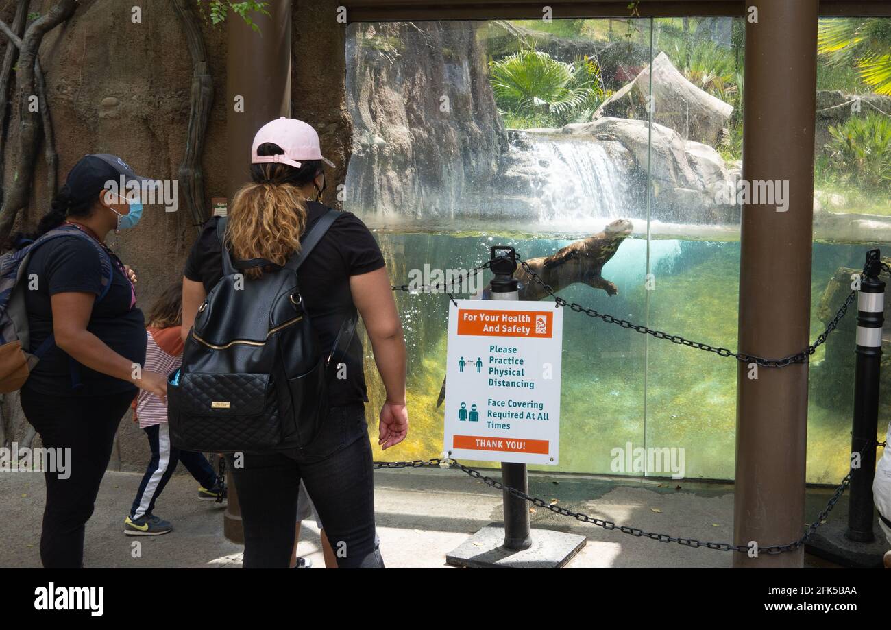 I turisti guardano una lontra gigante del fiume a Los Angeles Zoo Foto Stock