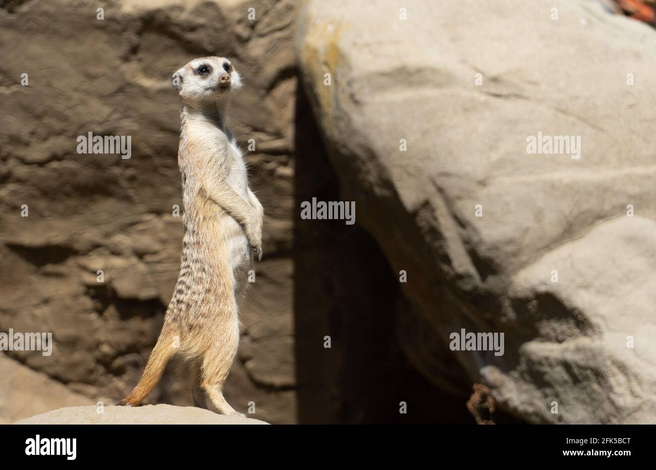 Un meerkat allo Zoo di Los Angeles Foto Stock