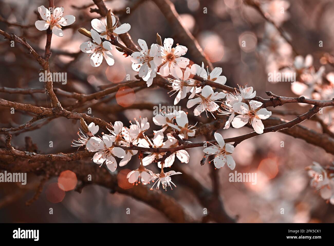 Fiorisce la primavera bianca, illuminata dal sole del mattino in aprile. Elegante e ornamentale con belle luci arancioni bokeh. Foto Stock