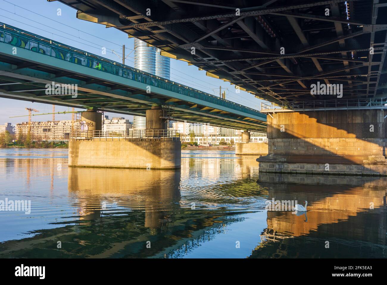 Wien, Vienna: fiume Donau (Danubio), ponte Nordbahnbrücke, cigno nel 22. Donaustadt, Vienna, Austria Foto Stock