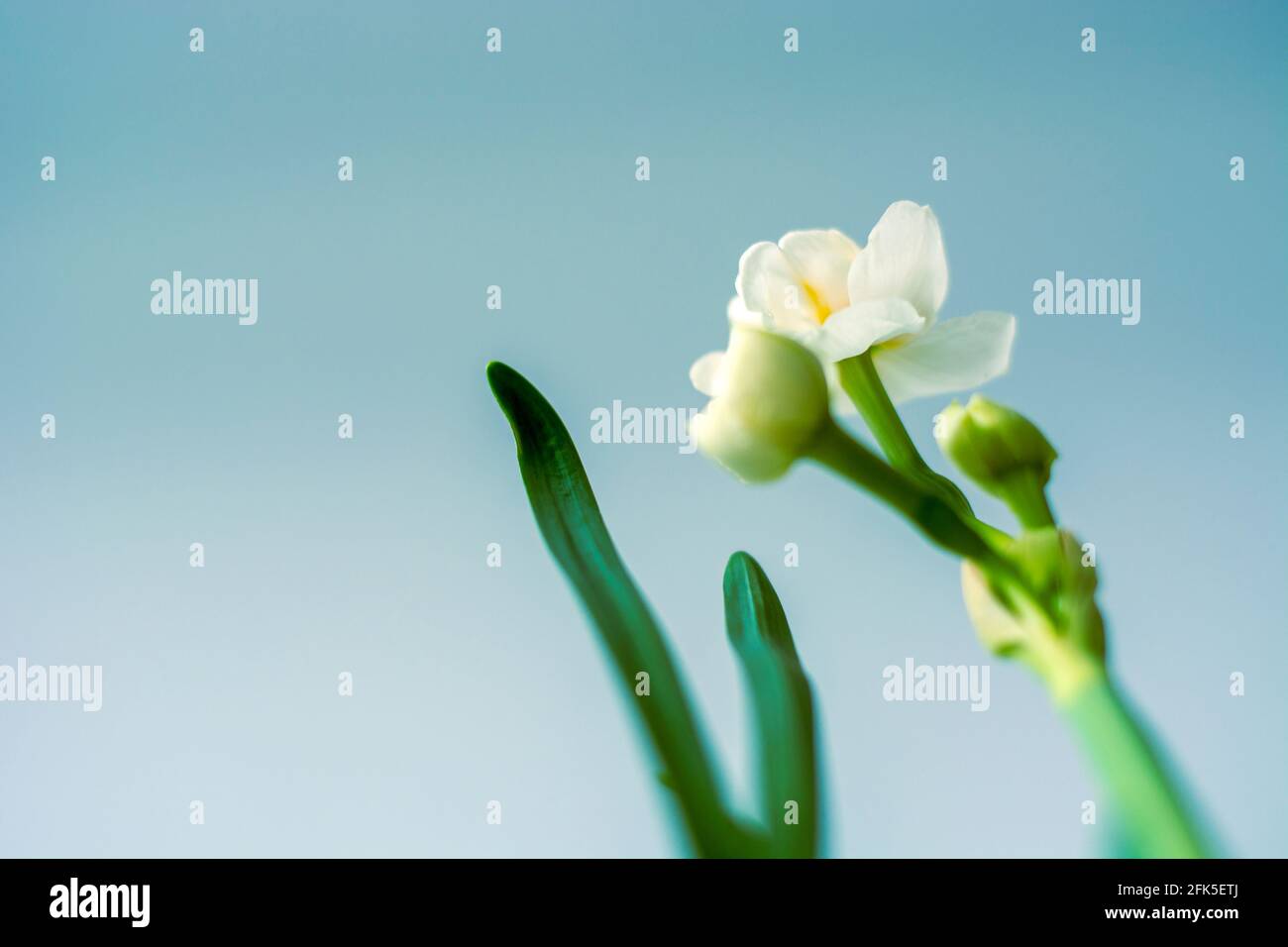 Vista dal basso del giovane daffodil bianco su sfondo blu con spazio per il testo. Prospettiva bassa Foto Stock