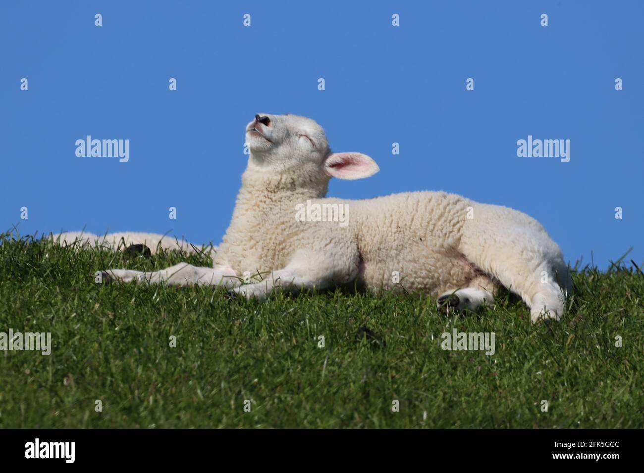 Pecore che riposano sulla diga in Ostfriesland, Schafe ruhen sich auf Deich aus und genießen die Sonne Foto Stock