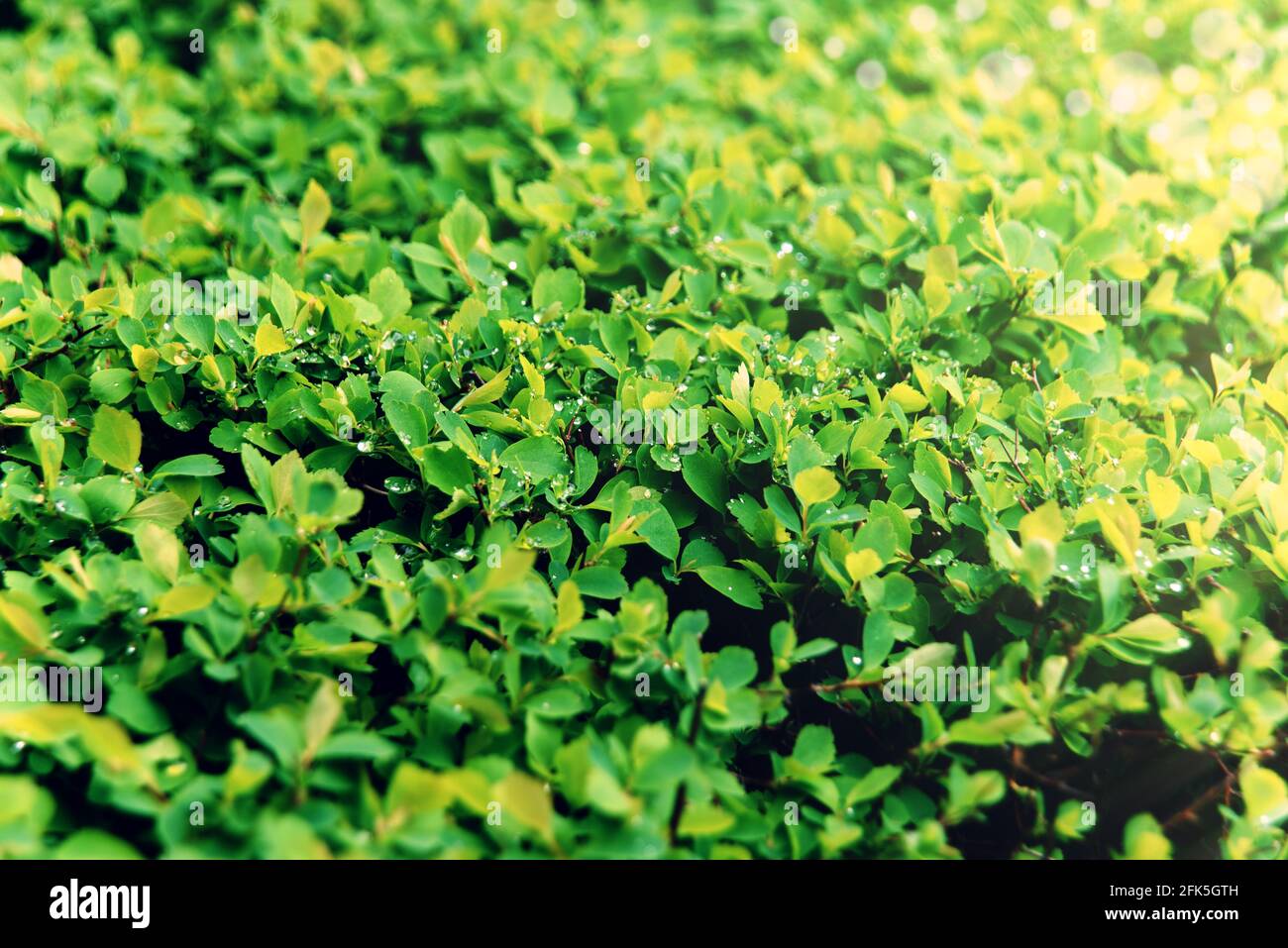 Primavera giovane fogliame con gocce d'acqua dopo la pioggia. Sfondo verde naturale. Messa a fuoco selettiva Foto Stock