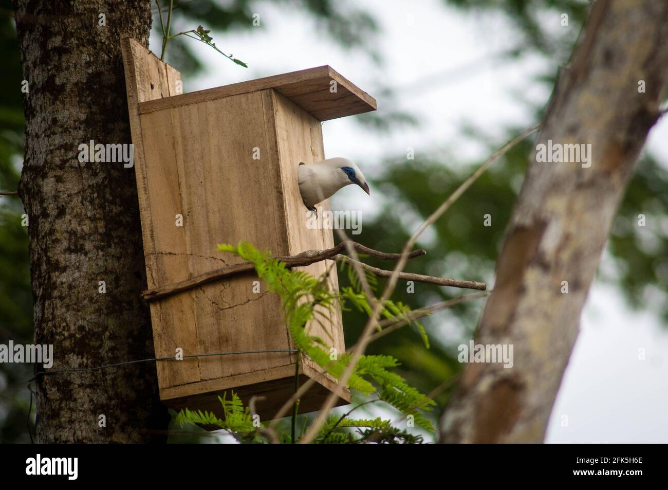 Bali starlings di fronte al nido, la cattività di Bali Starlings in natura Foto Stock