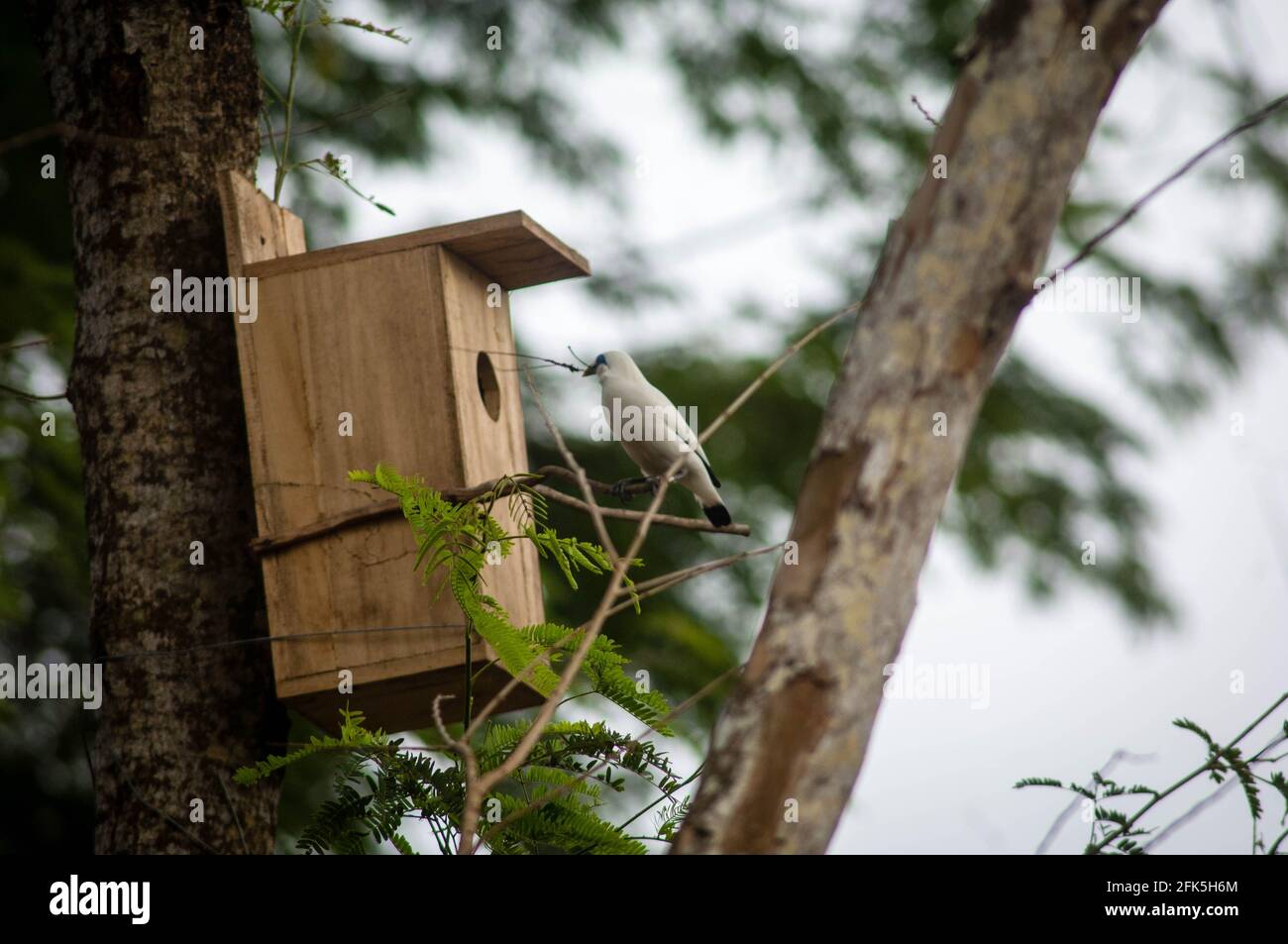 Bali starlings di fronte al nido, la cattività di Bali Starlings in natura Foto Stock