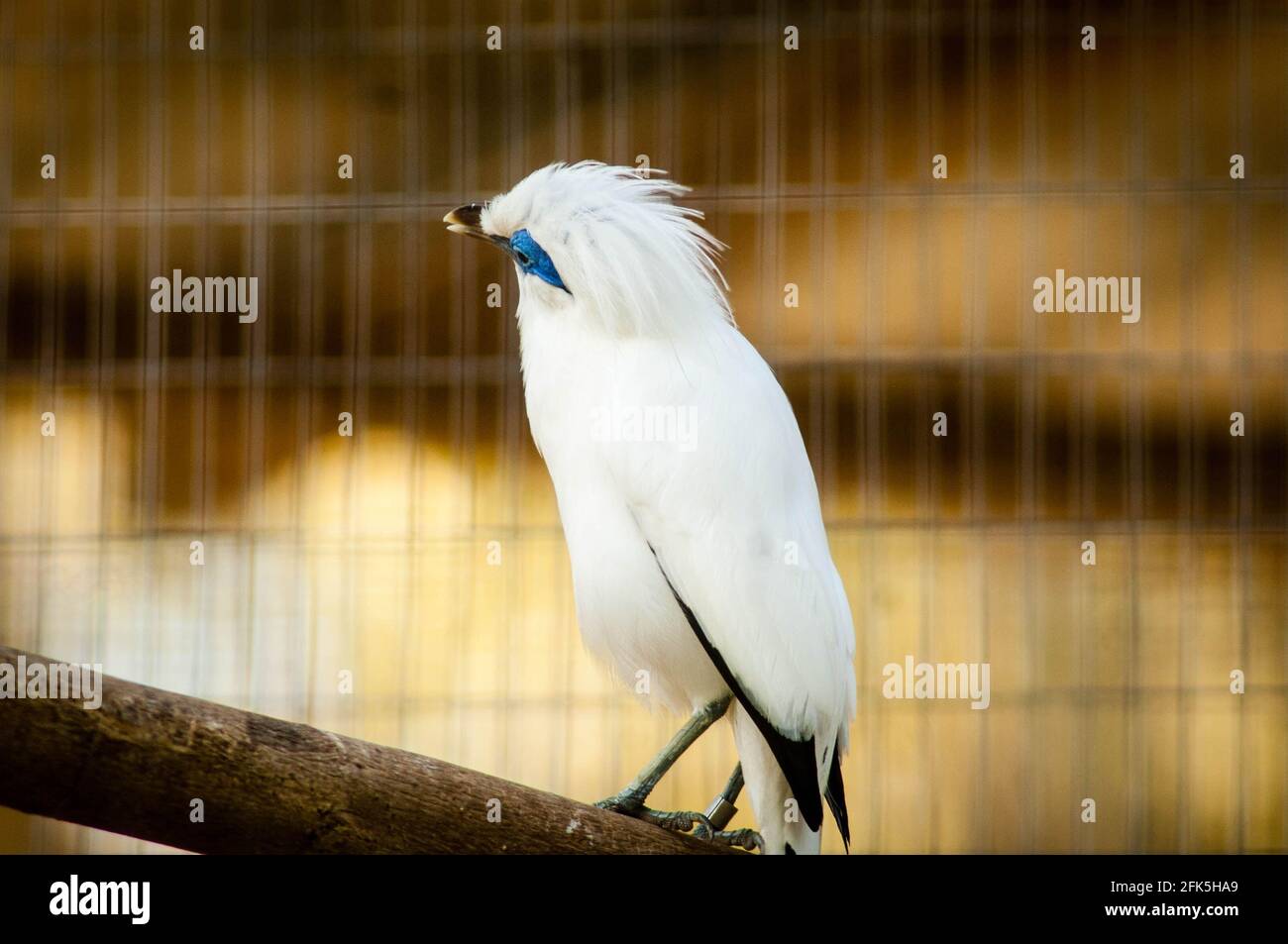 Cattività degli Starlings Bali in natura Foto Stock