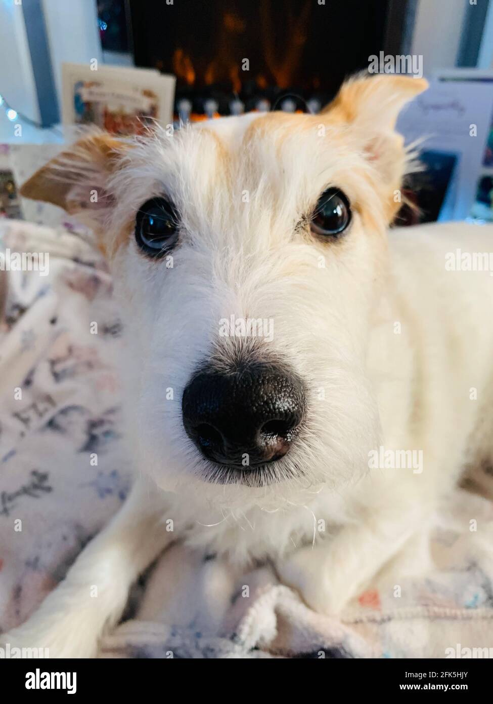 Parson Jack Russell Terrier Foto Stock