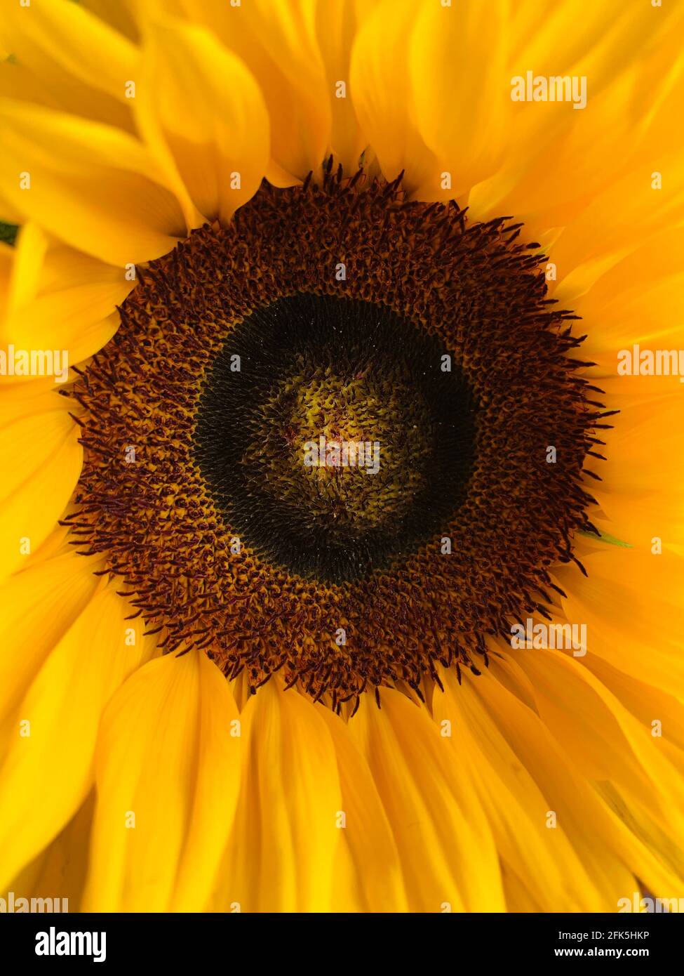 Girasole, fiori, bouquet di fiori Foto Stock