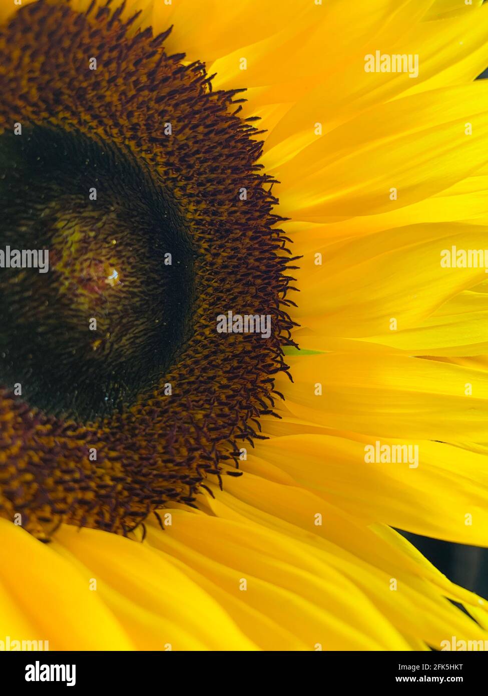 Girasole, fiori, bouquet di fiori Foto Stock