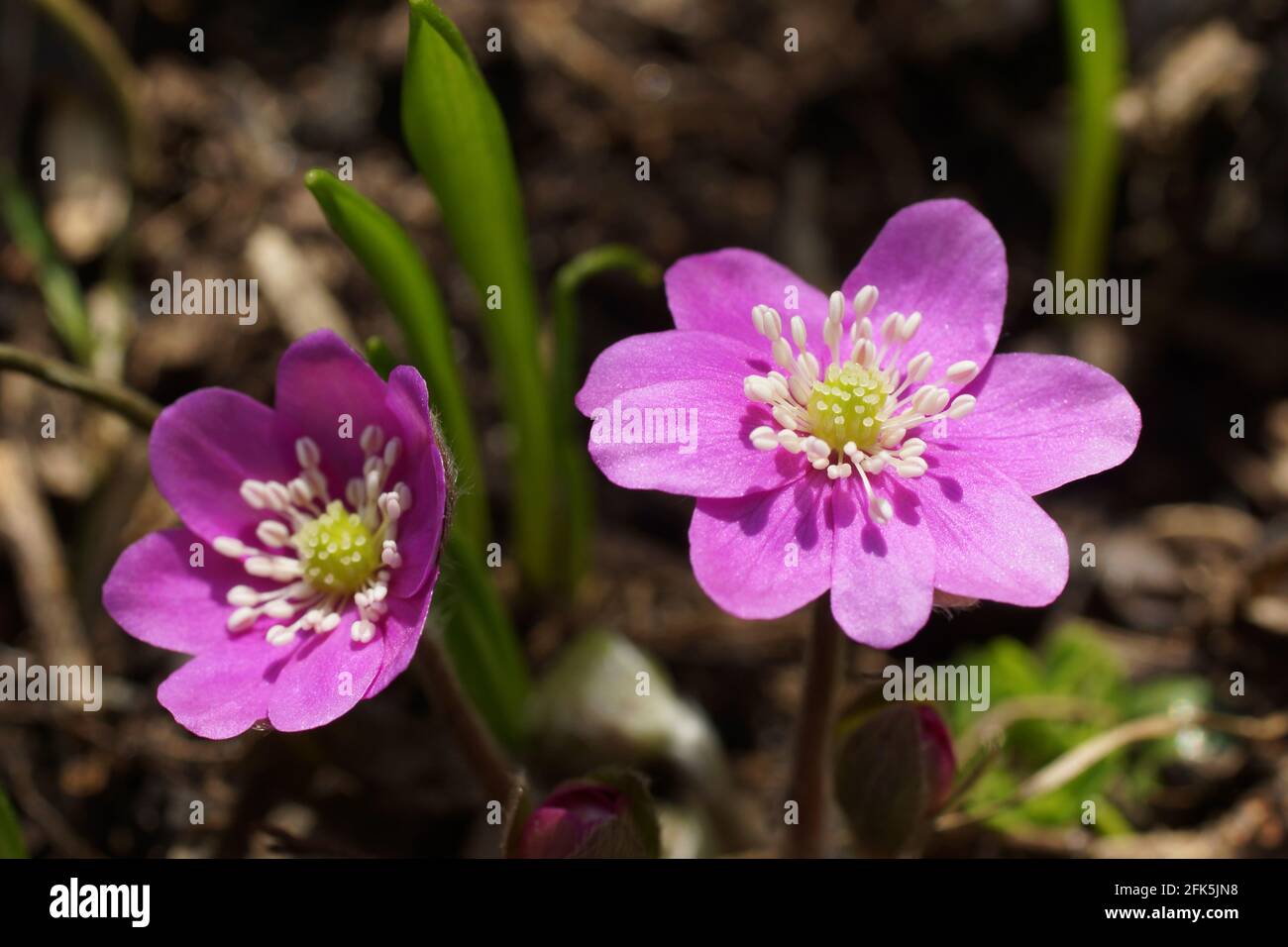 Giardino hepatics rosa Anemone hepatica (comune hepatica, liverwort, kidneywort, centella), Hepatica nobilis ha rivelato in primavera nel giardino. Foto Stock