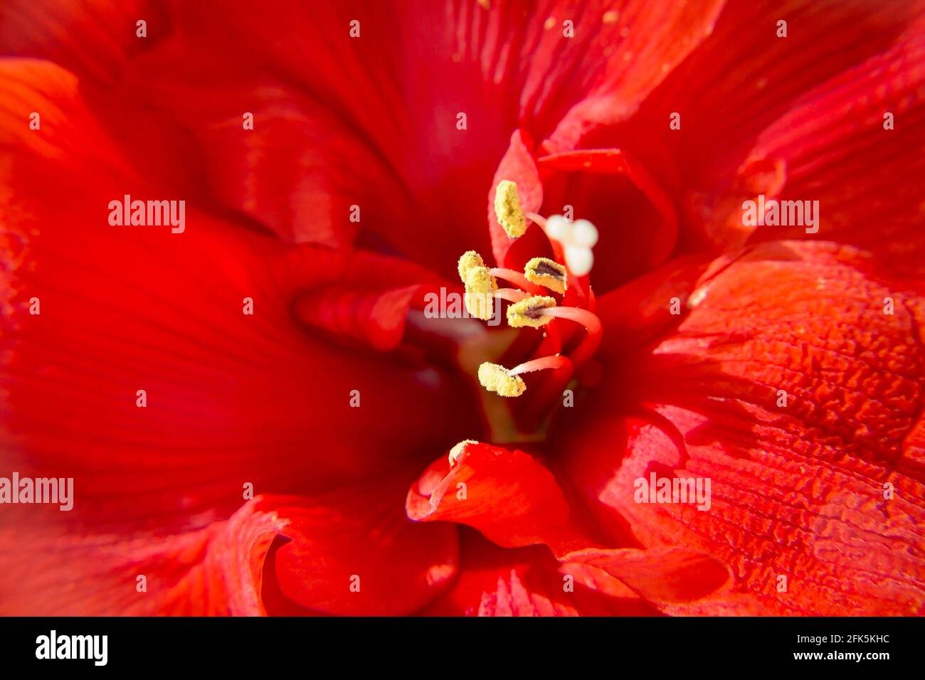 Macro shot di bella rosso brillante Amaryllis fiori resistenza Foto Stock