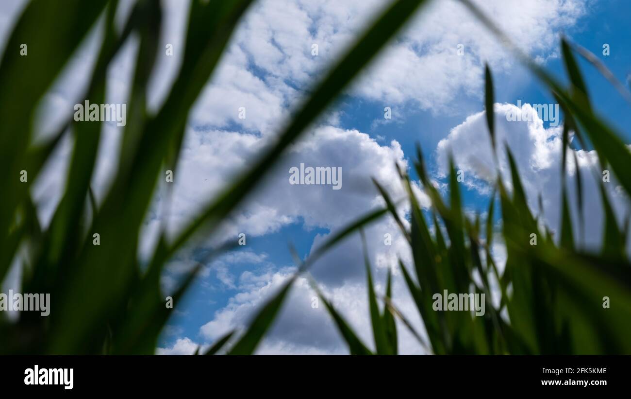 cielo blu e nuvole bianche vista dal basso con erba verde bellezza della natura, periodo di primavera. Foto Stock