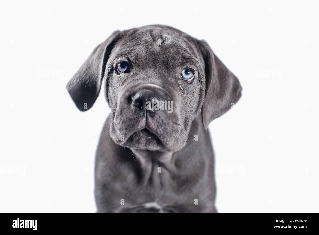 cane nero corso cucciolo guardando su uno sfondo bianco isolato Foto Stock