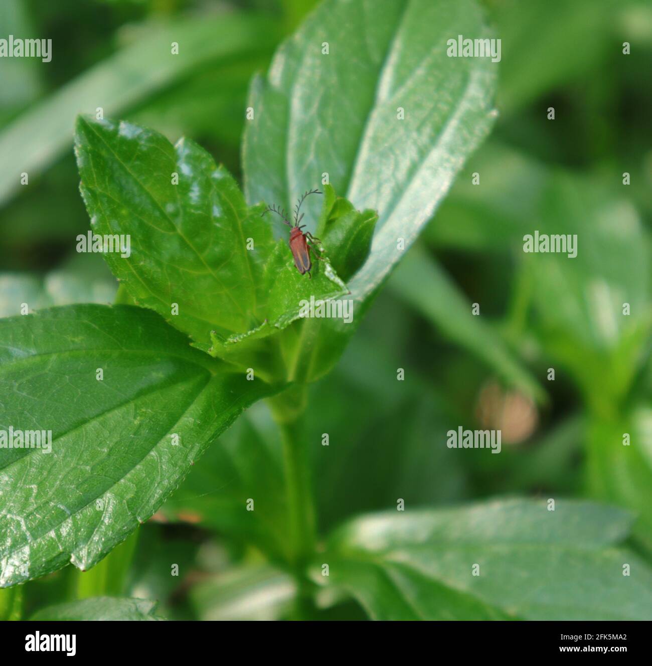 Primo piano di cima di una pianta selvaggia con un piccolo riposo di insetto di colore rosso su una delle foglie Foto Stock