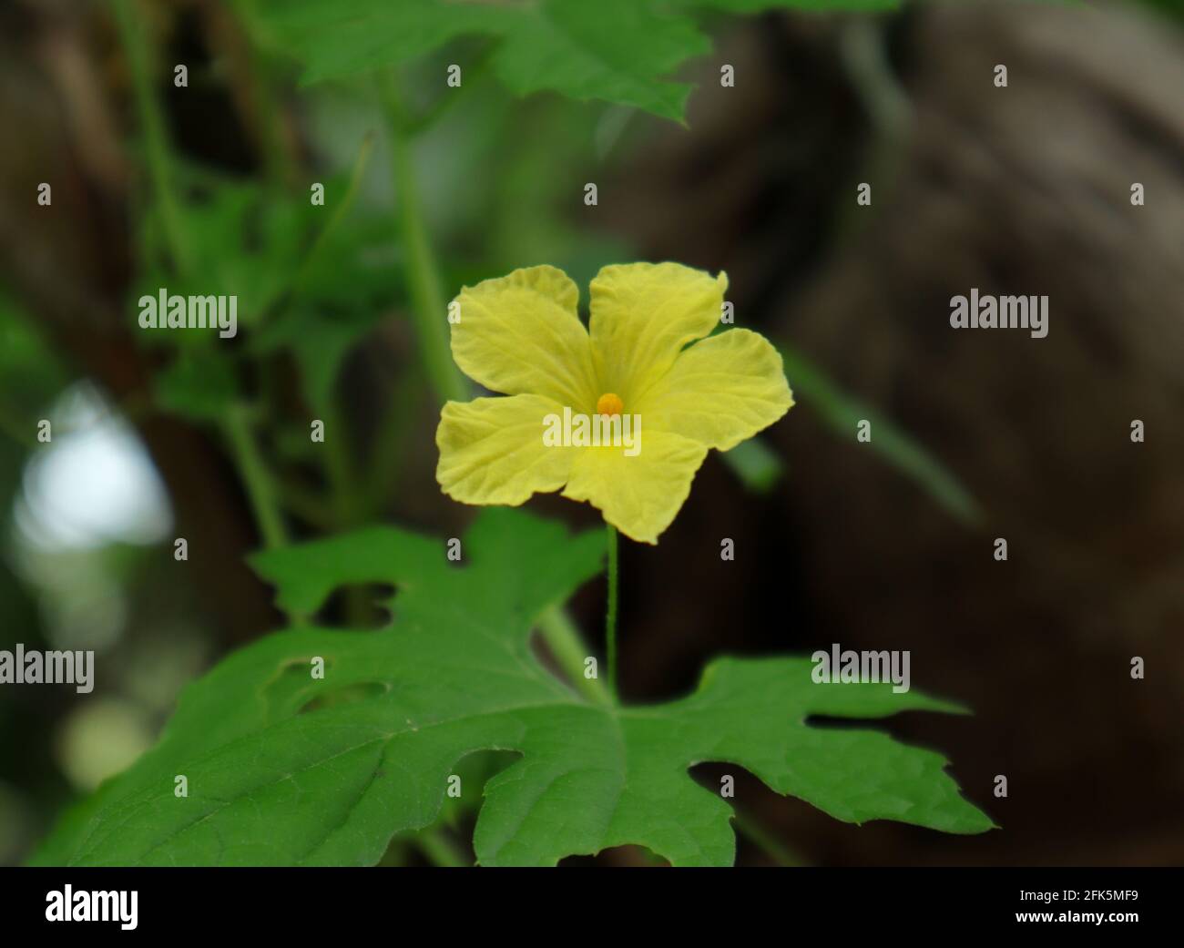 Primo piano di un fiore giallo amaro gourd con un foglia Foto Stock