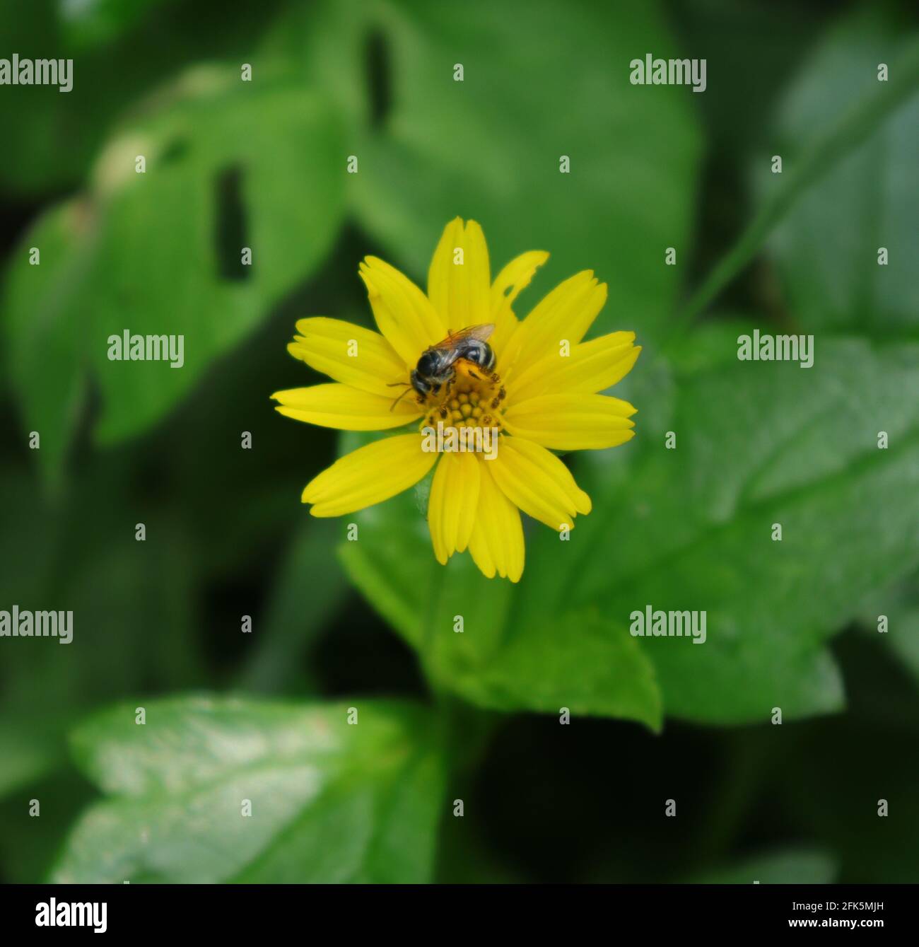 Una piccola ape nera si nutre di un fiore giallo di semi di cetone Foto Stock