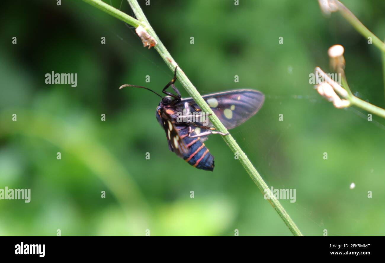 Una falena vespa con strisce arancioni sull'addome sul tronco di una piccola pianta, primo piano in primo piano Foto Stock