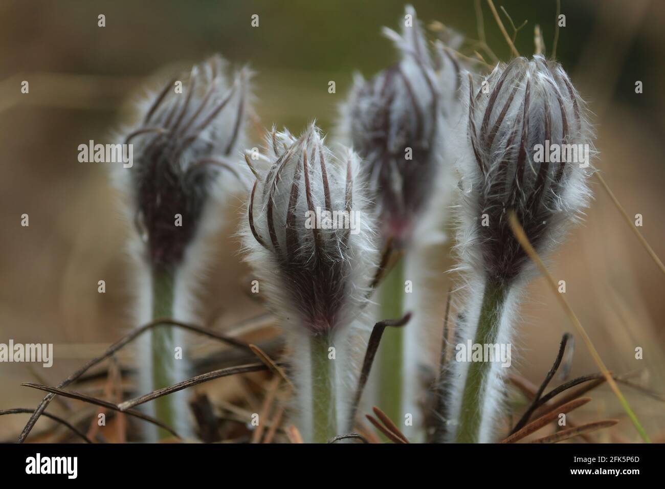 Gemme non soffiate di Pulsatilla patens fiori primaverili, ricoperti di peli grigio argenteo, in una radura di foresta in una giornata primaverile. Pasqueflower orientale. Foto Stock