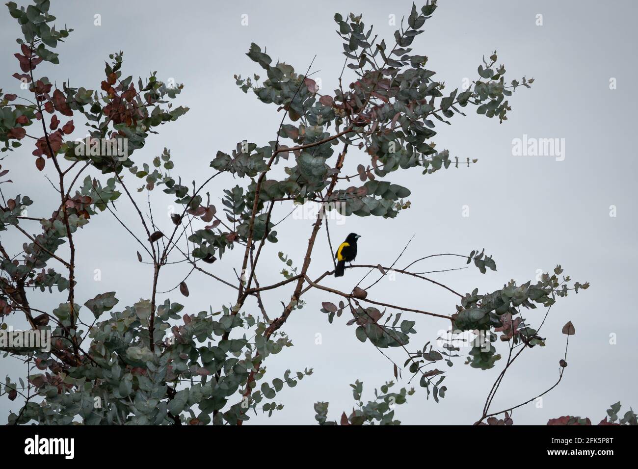 Il Tanager a fiamma rampicante (Ramphocelus flammigerus) In piedi su un albero di eucalipto con il cielo nuvoloso dentro Lo sfondo Foto Stock