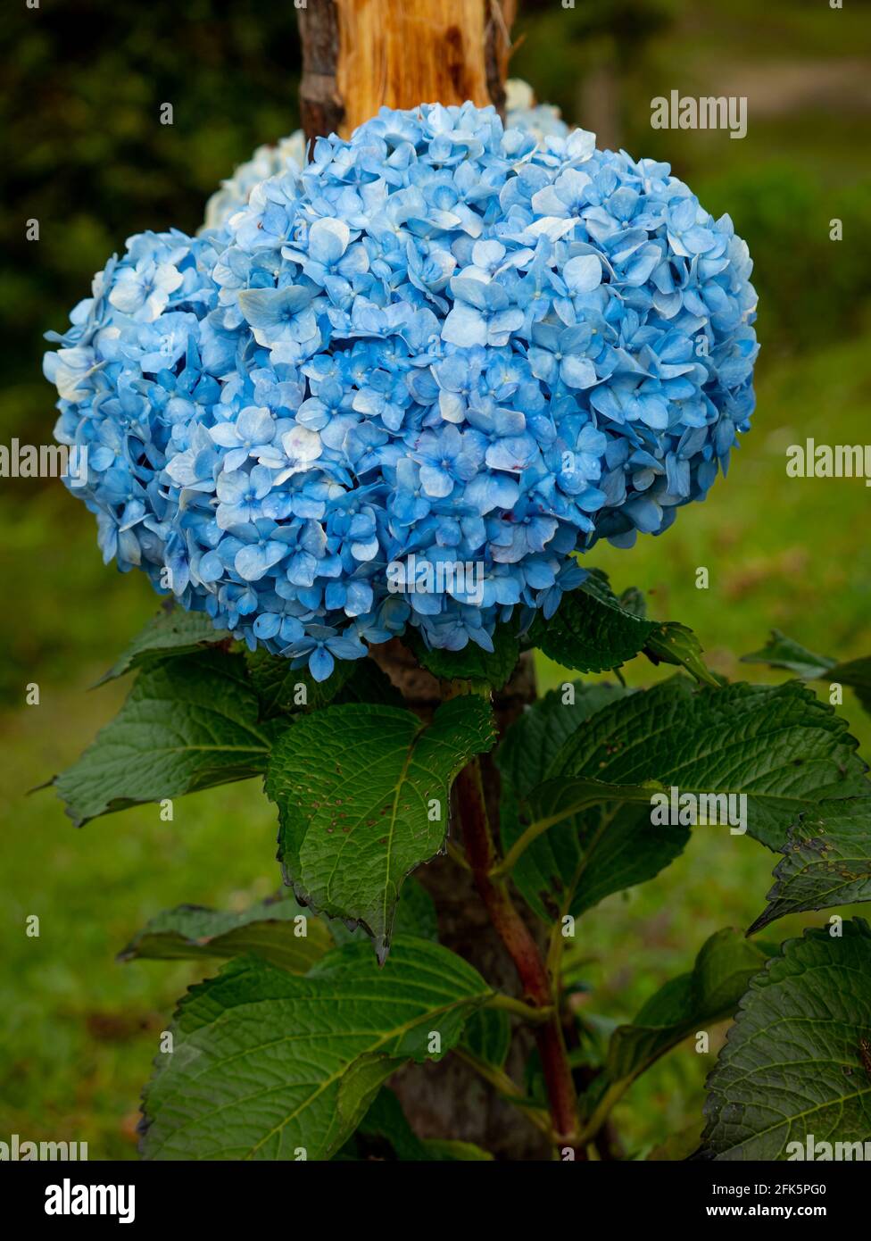 Fiore blu noto come Hortensia, Penny Mac o Bigleaf, francese, Lacecap o Mophead Hydrangea, (Hydrangea macrophylla) Foto Stock
