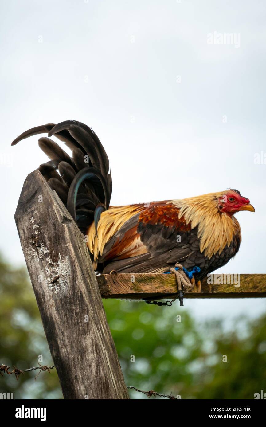 Gallo in cattività, con una gamba legata ad una Plancetta di legno per evitare che scappa Foto Stock