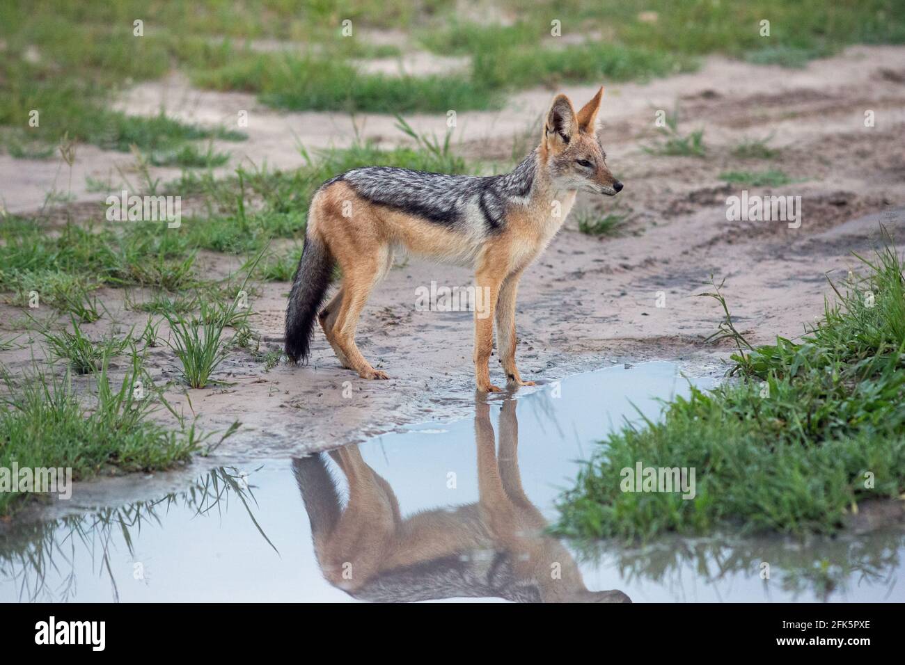 Jackal nero-backed (Canis mesomelas). In piedi accanto ad una pozza d'acqua fresca lasciata dalla recente doccia a pioggia. Riflessione parziale dell'animale. Botswana. Foto Stock