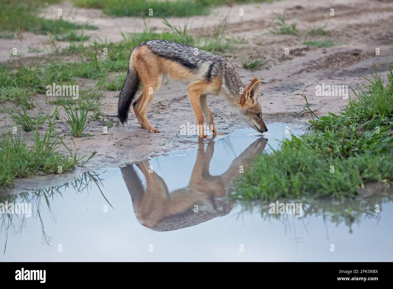 Jackal nero-backed (Canis mesomelas). In piedi accanto ad una pozza d'acqua fresca lasciata dalla recente doccia a pioggia. Bere. Riflessione di animale. Botswana. Foto Stock