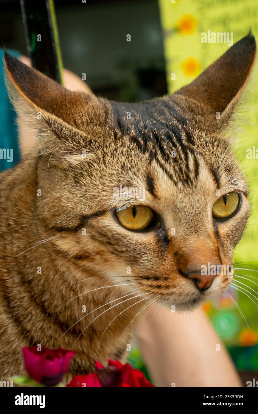 Il gatto seduto sul tavolo ha un aspetto curioso Foto Stock