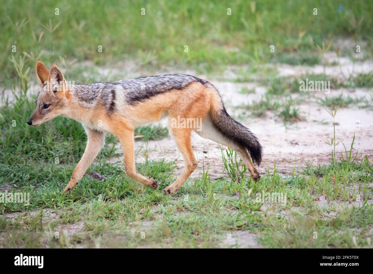 Jackal con retro nero (Canis mesomelas). Profilo. Vista laterale. Fur, cappotto, marcature del corpo. Locomozione, movimento, trotting, attività. Battistrada leggero. SP Foto Stock
