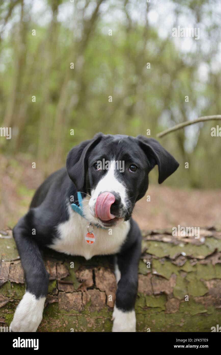 Cane si appoggia su un tronco di albero nella foresta Foto Stock