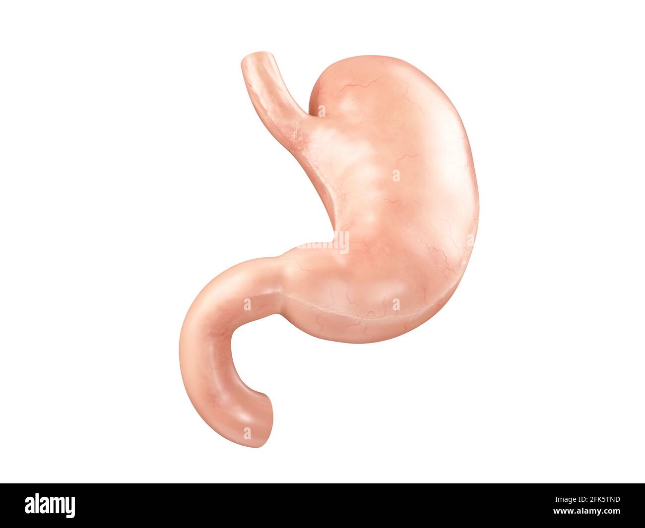 Rappresentazione 3d realistica e accurata dal punto di vista anatomico dell'organo interno umano - stomaco con duodeno isolato su sfondo bianco Foto Stock