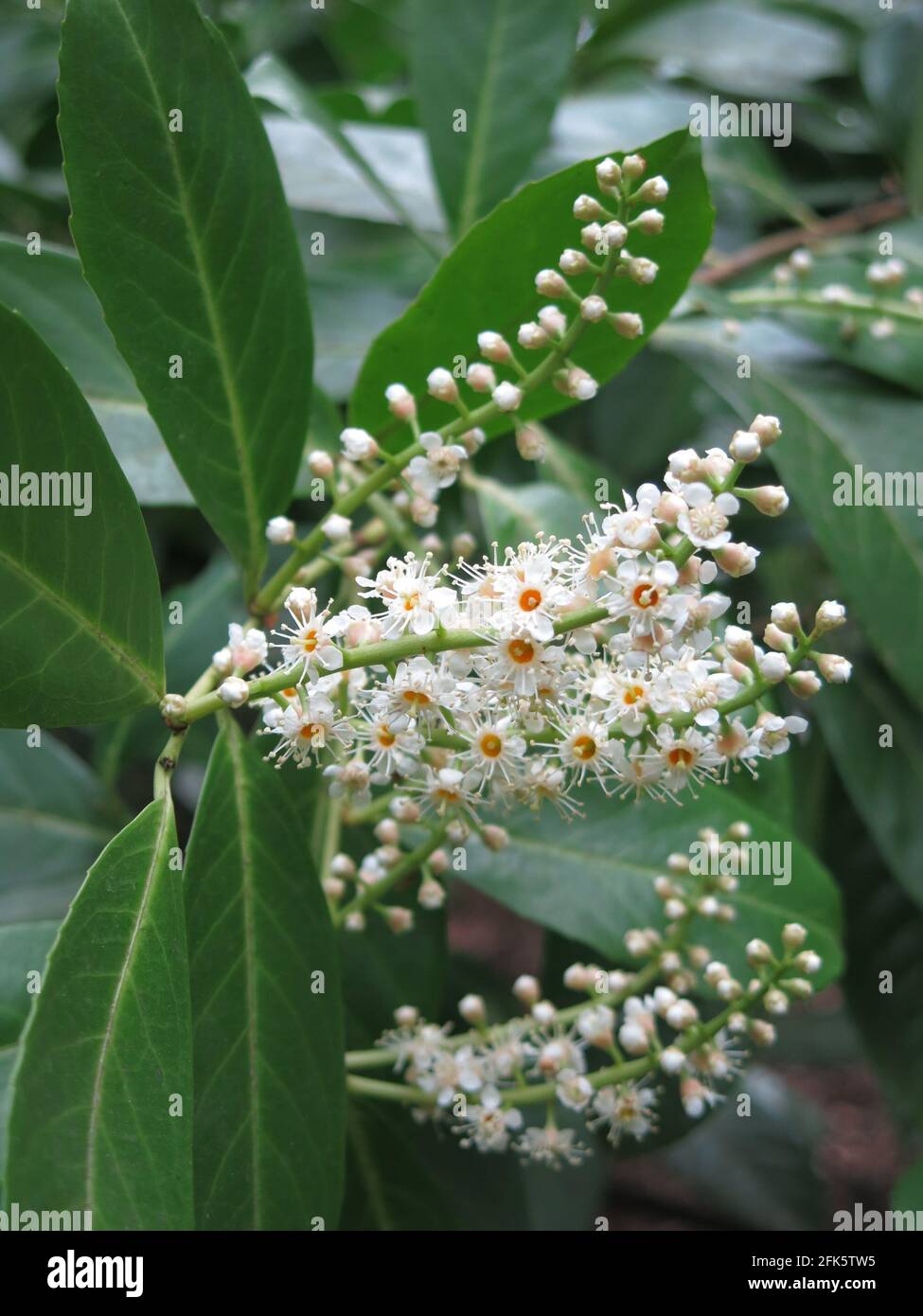 Primo piano del bel fiore bianco primaverile sull'alloro di ciliegia, prunus laurocerasus, una grande pianta arbustiva sempreverde che è comune nei boschi inglesi. Foto Stock