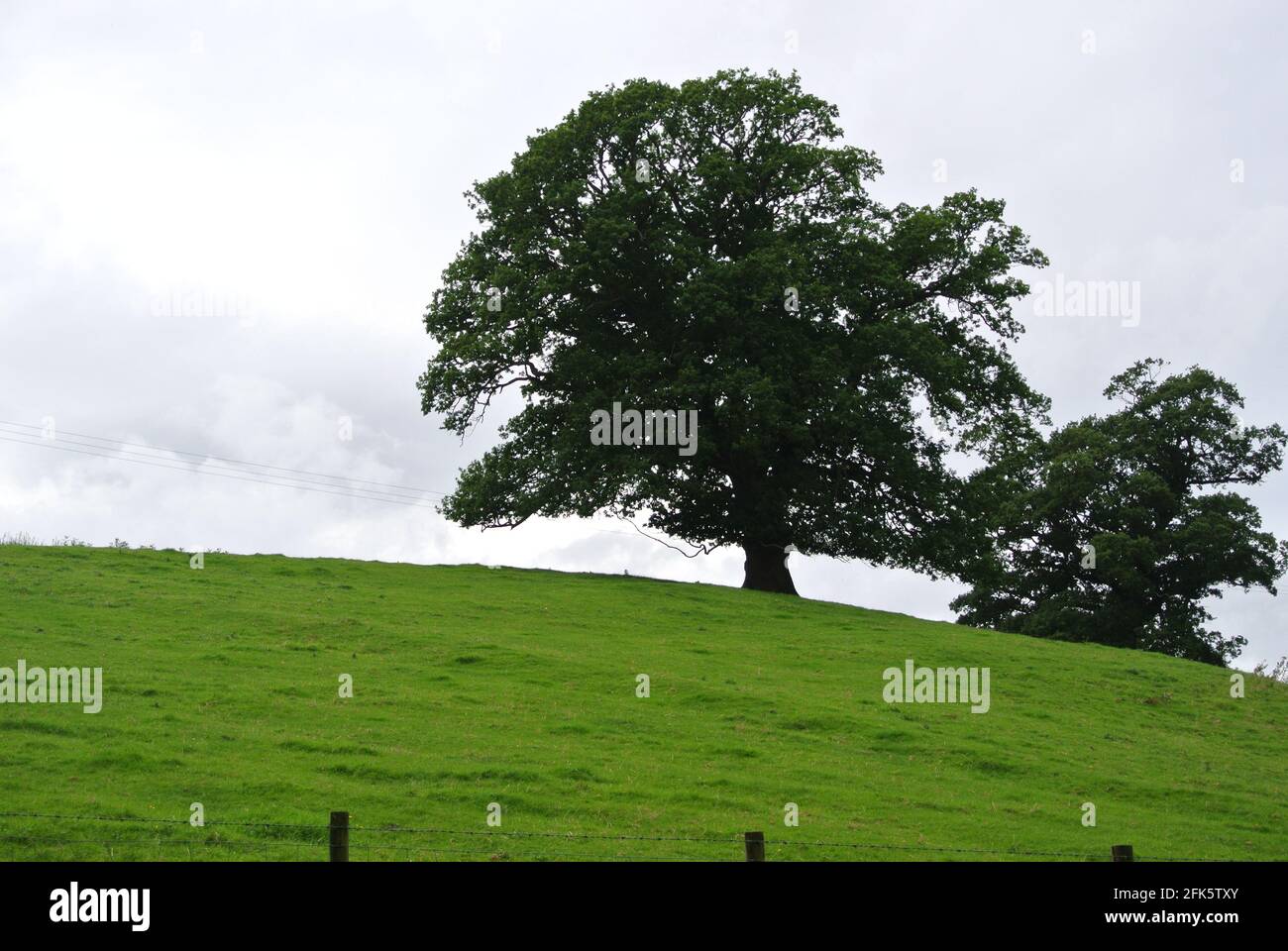 Albero su una collina 2 Foto Stock