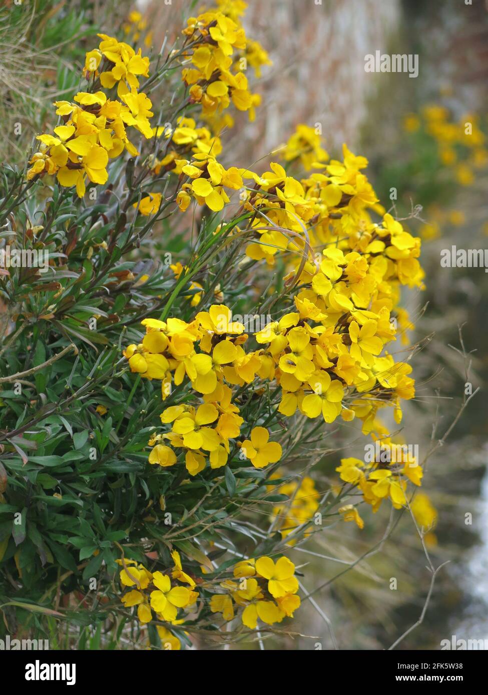 Giallo brillante Erysimum o fiori da parete, che si abbellono su un muro di mattoni in tarda primavera in un giardino inglese. Foto Stock