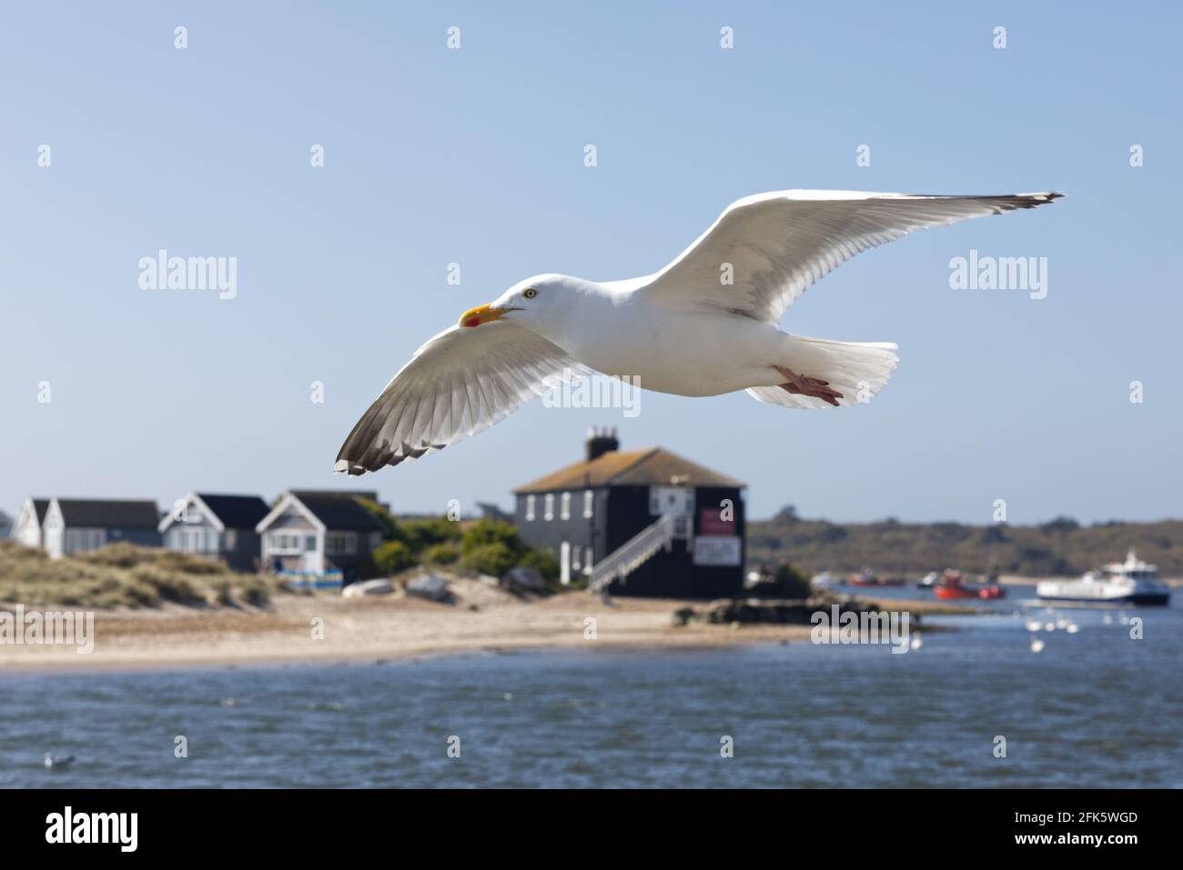 Aringa Gull che sorvola l'acqua a Mudeford, Dorset Foto Stock