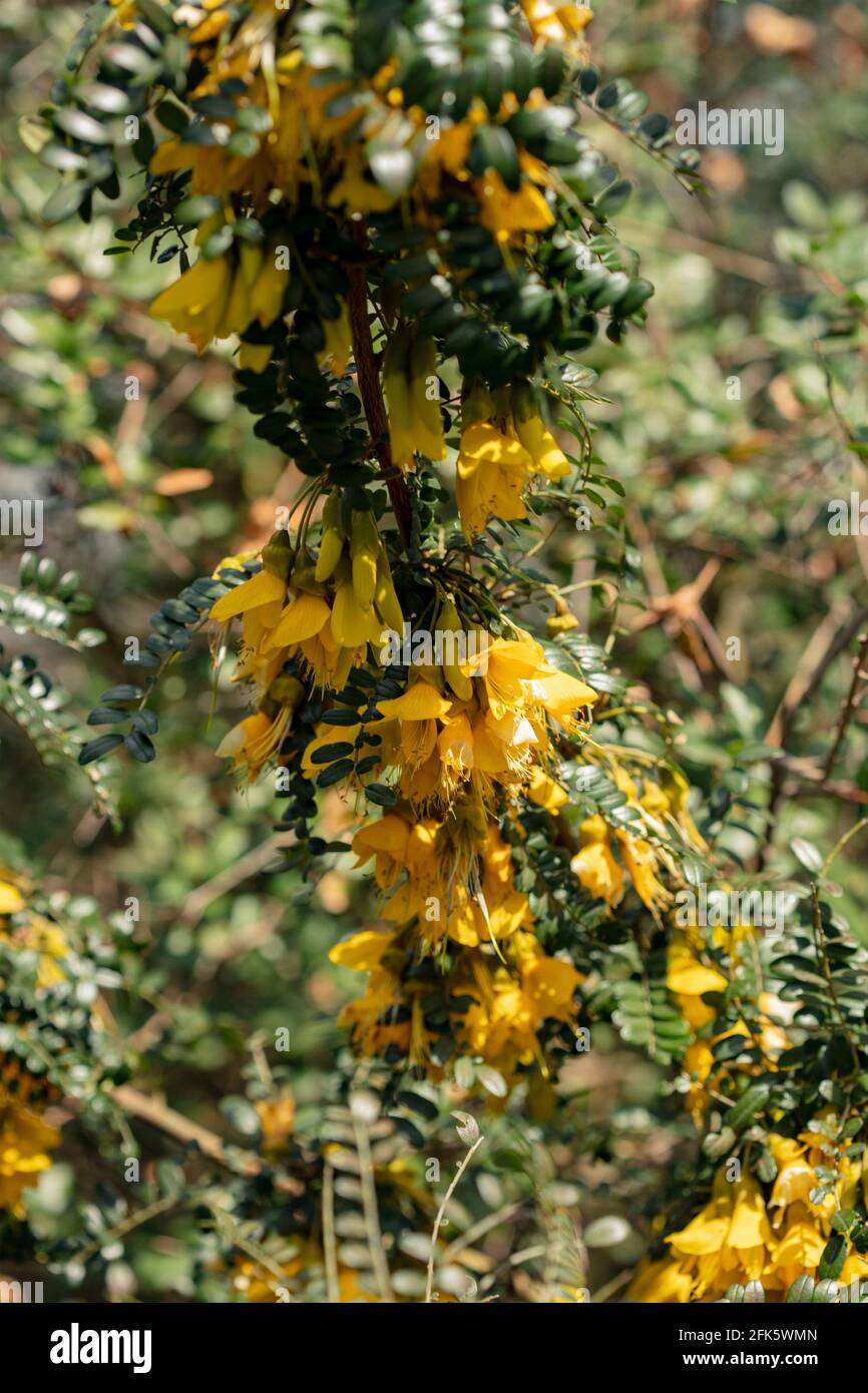 Sophora Sun King = 'Hilsop', kowhai [Re Sole], Sophora 'Hilsop', Sophora 'Re Sun', fiori e foglie Foto Stock