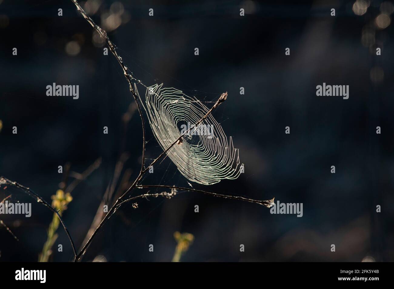 Spider web, rugiada-coperto, San Joaquin Valley, praterie zona ecologica, Merced County, California Foto Stock