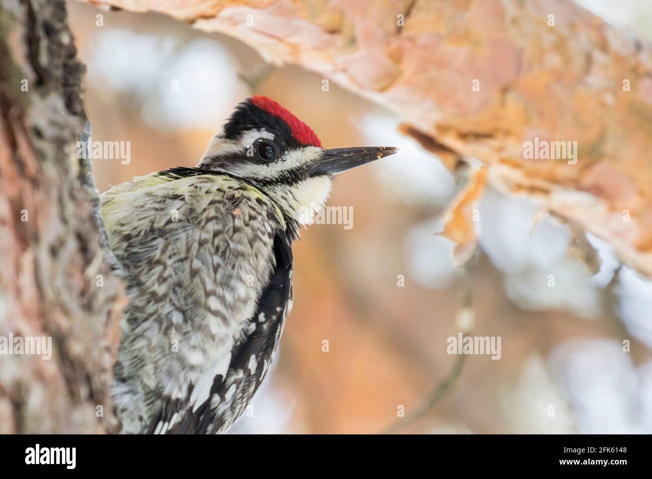 Zaffucker (Sphyrapicus varius) in primavera Foto Stock