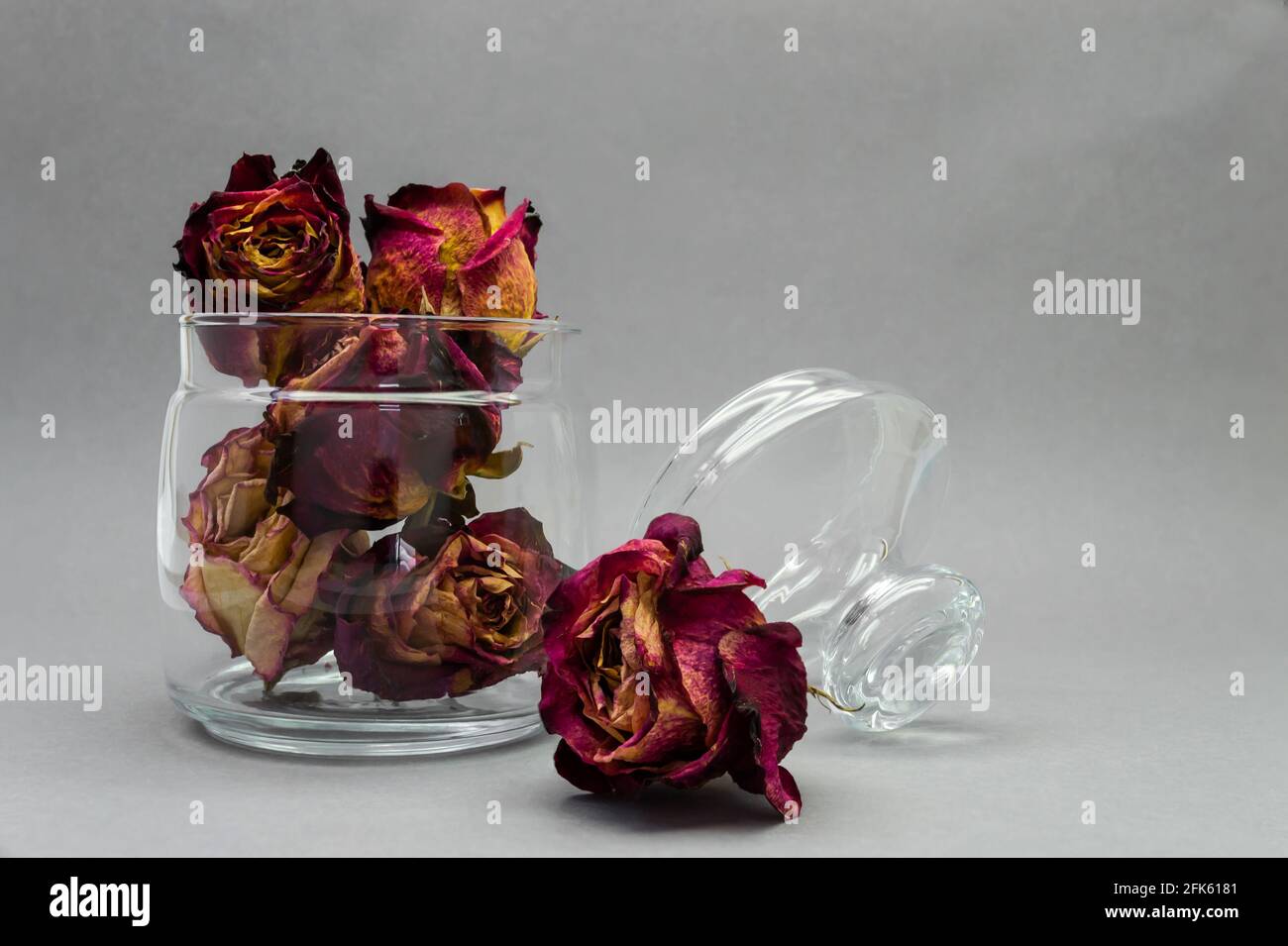 Rose secche in un vaso di vetro su sfondo grigio Foto Stock
