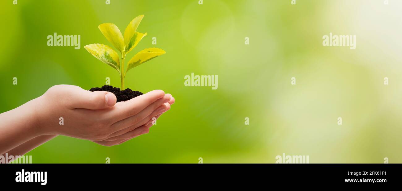 Pianta crescente a portata di mano. Giorno della Terra, concetto di protezione ambientale Foto Stock